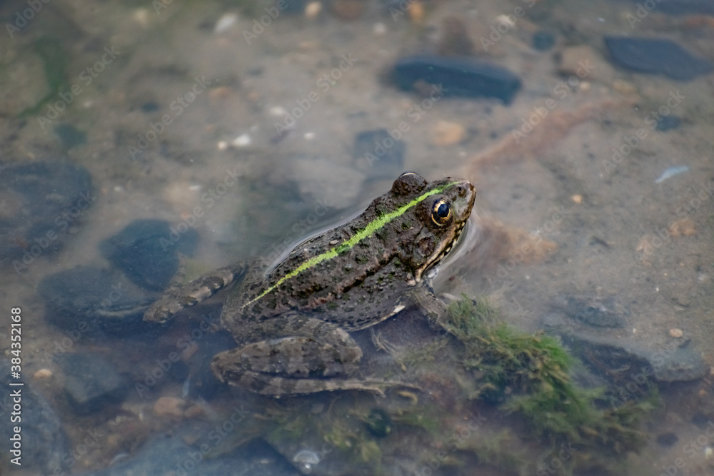 Multi-colored algae in the river don. Deciduous plants with green, maroon and brown leaves under water, near the shore, in shallow water with a sandy bottom Multi-colored algae in the river don. Deciduous plants with green, maroon and brown leaves under water, near the shore, in shallow water with a sandy bottom