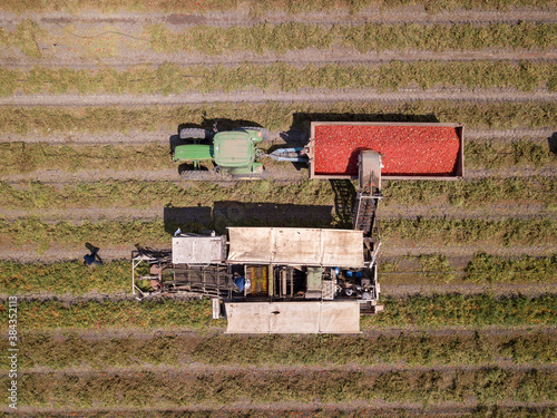 Agriculture machinery. Tomato harvester loading a trailer with fresh ripe Red Tomatoes.