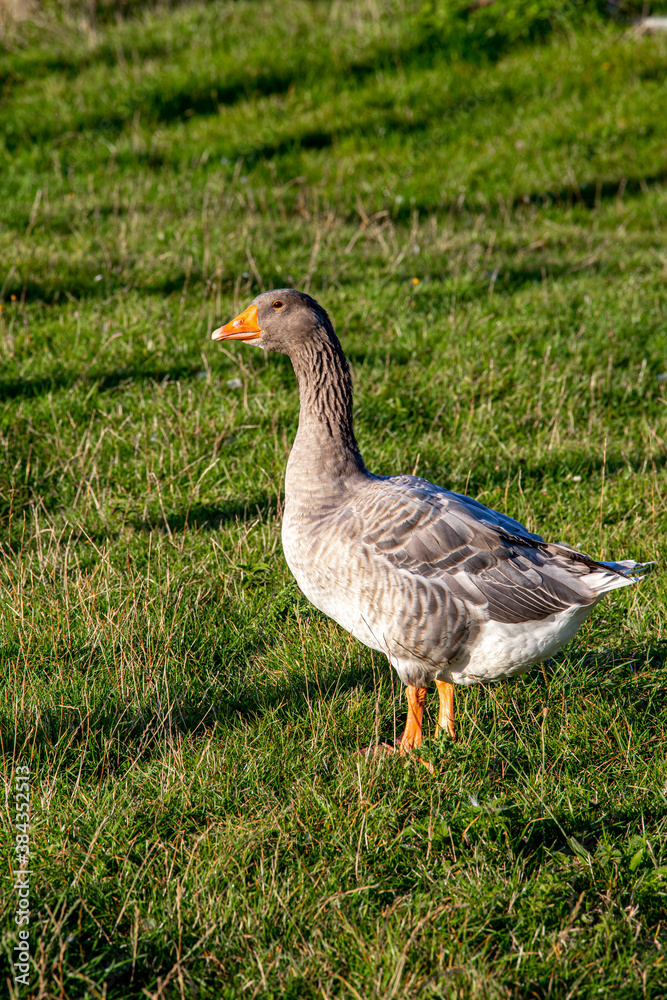 Gans im Gras Gans im Gras