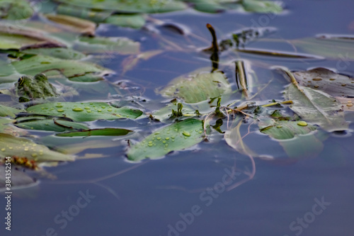 Multi-colored algae in the river don. Deciduous plants with green  maroon and brown leaves under water  near the shore  in shallow water with a sandy bottom