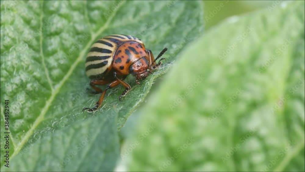 Close-up of Colorado potato beetle, Leptinotarsa decemlineata walking on green potato leaves during a sunny summer day in rural Estonia, Europe. Close-up of Colorado potato beetle, Leptinotarsa decemlineata walking on green potato leaves during a sunny summer day in rural Estonia, Europe.