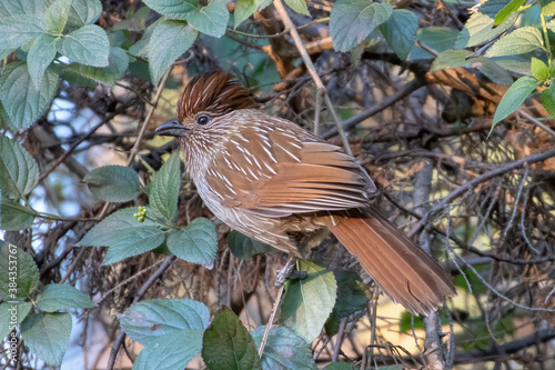 Photography Striated Laughingthrush photographed in Sattal, India