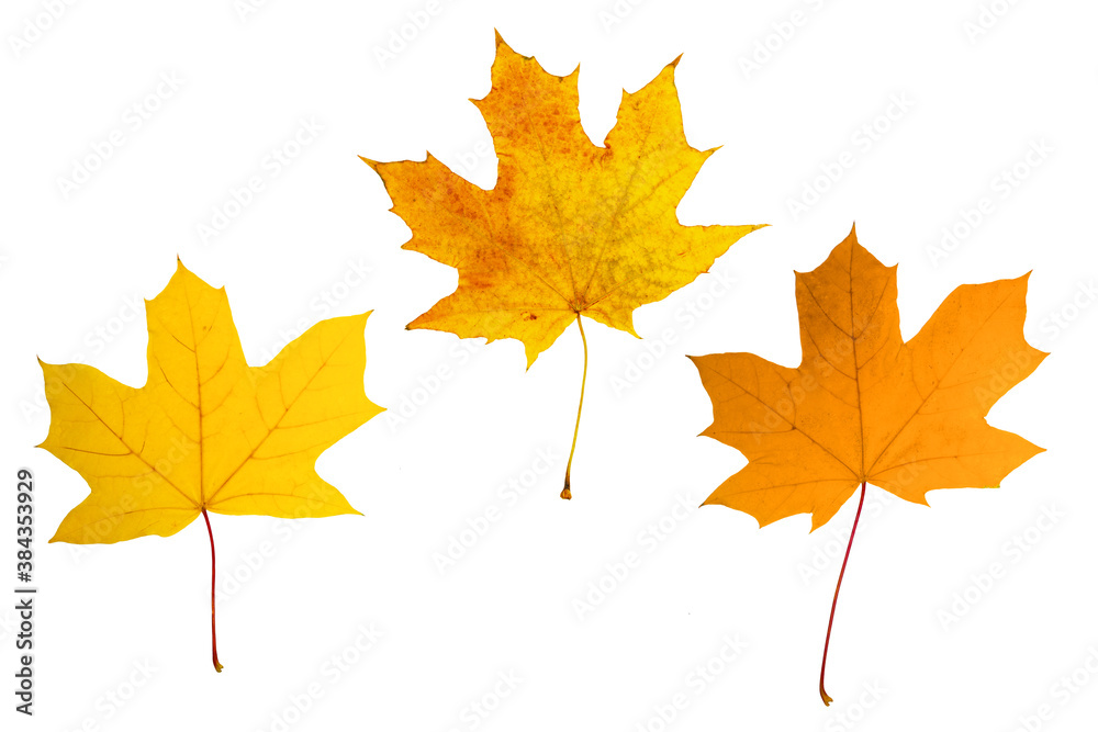Bright autumn maple leaves. Isolated on a white background. Bright autumn maple leaves. Isolated on a white background.