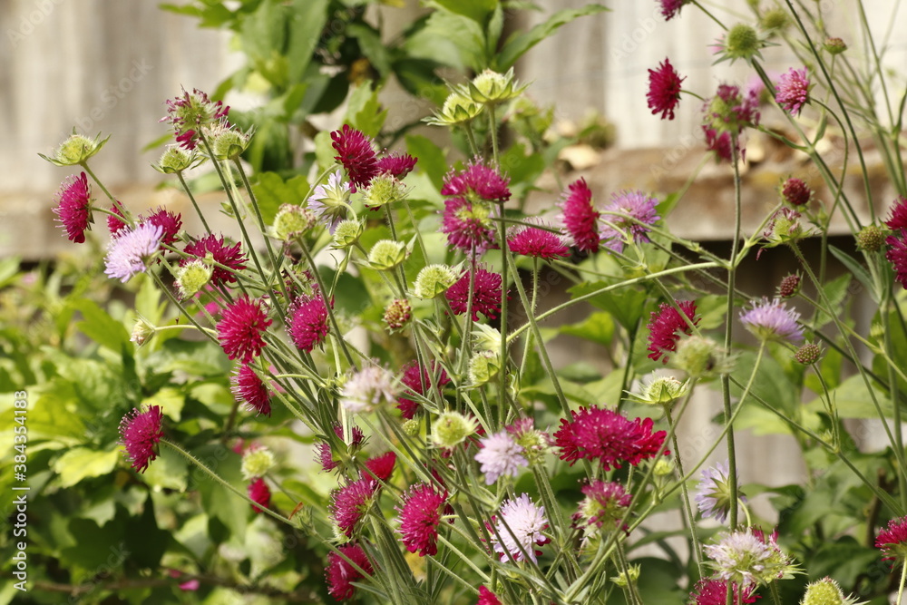 Naklejka premium Knautia flowers in summer border 