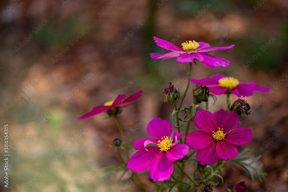 Vibrant pink cosmos flowers covering small plant in cottage garden Vibrant pink cosmos flowers covering small plant in cottage garden