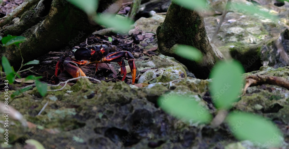 Red and black crab walking over the surface in the forrest Red and black crab walking over the surface in the forrest