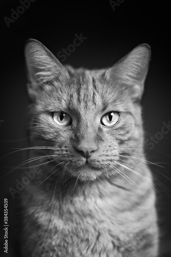  Portrait of a tabby cat looking straight to the camera. Vertical black and white image. 