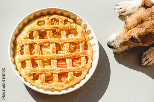 Family pet dog wishing traditional apple pie made for Thanksgiving dinner