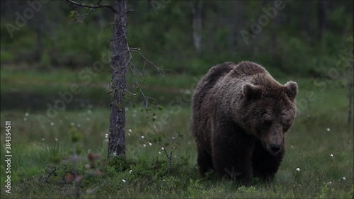 Brown bear, Ursus arctos walking in a bog during a late summer evening in Northern Finland.  photo