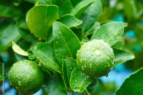 Lime on the tree and green leaves and raindrop