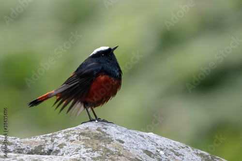 White-capped Redstart  (Phoenicurus leucocephalus), a member of the Muscicapidae  family,  photographed in Sattal, India