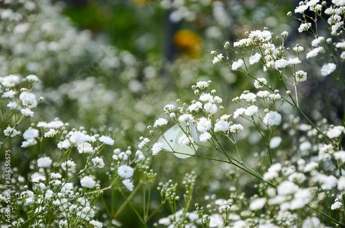 Gypsophila paniculata flower