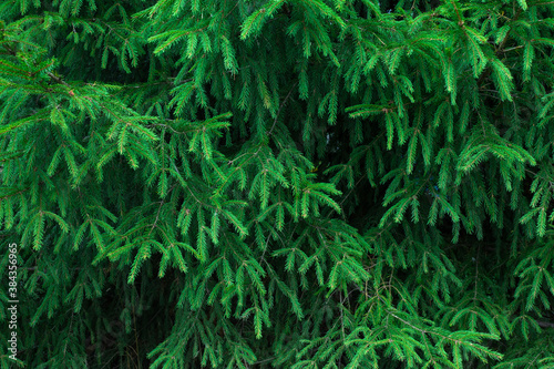Background of Christmas tree branches. Close-up photo of pine tree branches during sunny spring day.