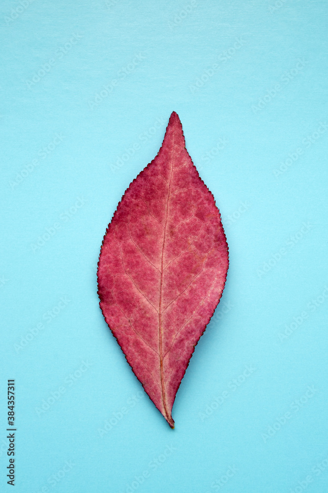 Obraz premium Autumn red tree leaf on a blue background, close-up. Euonymus.