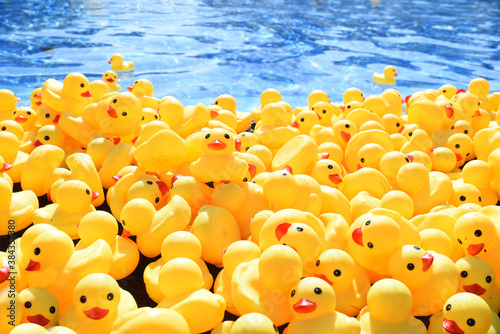 Fotografía Many bright yellow rubber ducks floating in the pool