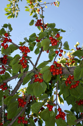 
ripe cherries on a branch