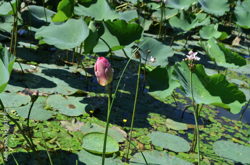 tus flowers in natural habitat photo