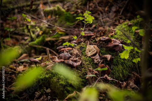 Mushrooms and moss