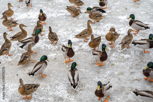 many ducks on a frozen pond. birds on ice