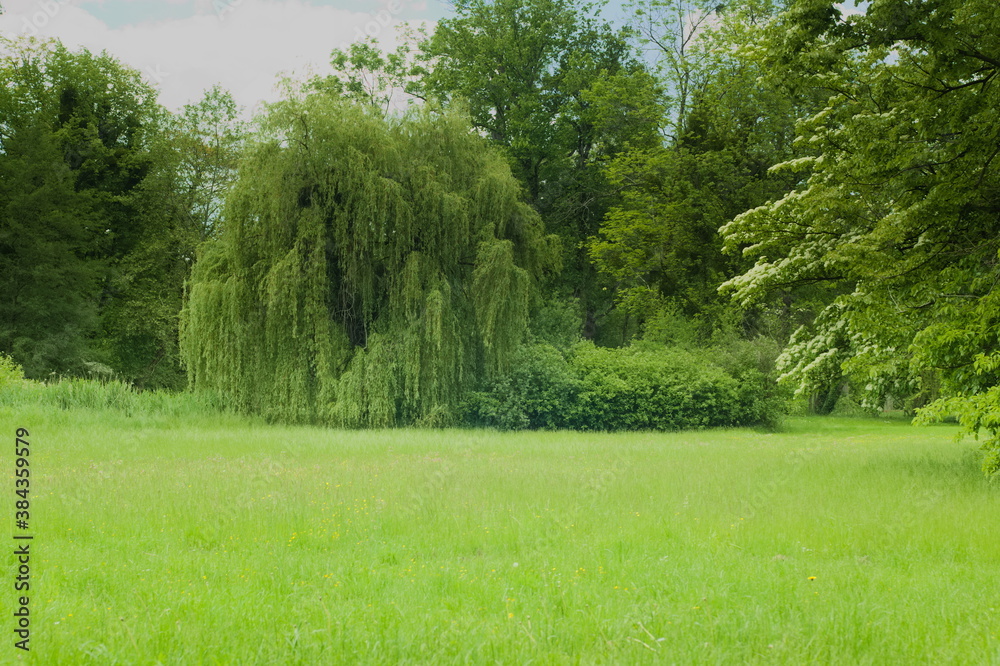 Fototapeta premium Pejzaż łąka i drzewa latem