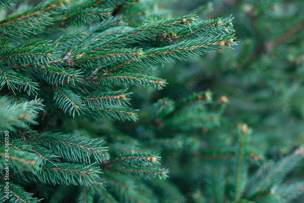 Fluffy branches of a fir-tree. Christmas wallpaper or postcard concept.