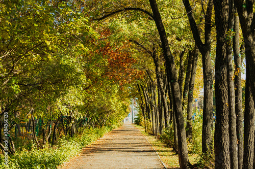 The footpath runs next to the trees.