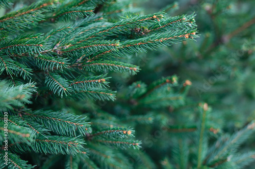 Fluffy branches of a fir-tree. Christmas wallpaper or postcard concept.