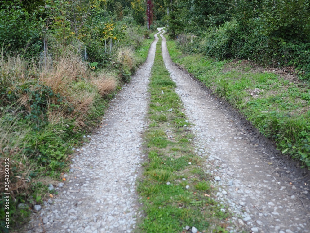 Unterwegs - Forststraße schlängelt sich durch den Wald Unterwegs - Forststraße schlängelt sich durch den Wald