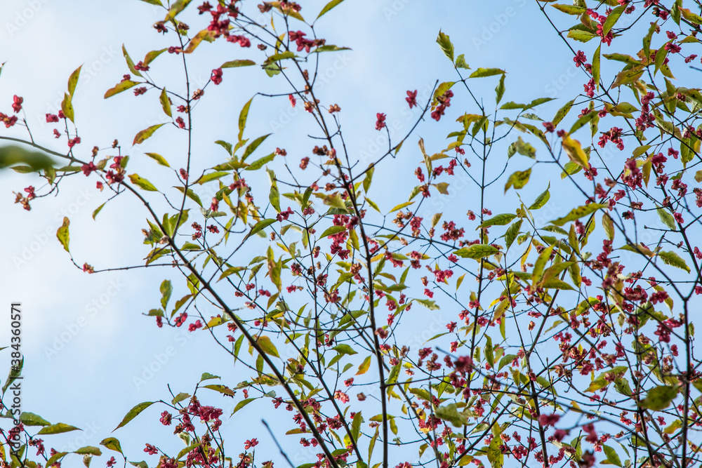 Euonymus eurapaeus, autumn fruits and blue sky Euonymus eurapaeus, autumn fruits and blue sky