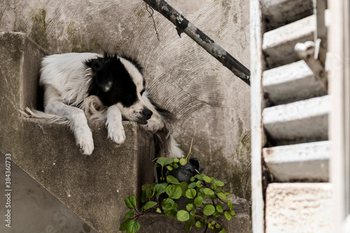 perro en casa