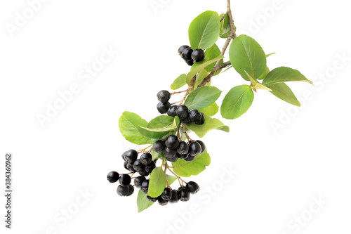 Tasty aronia branch isolated on white background photo