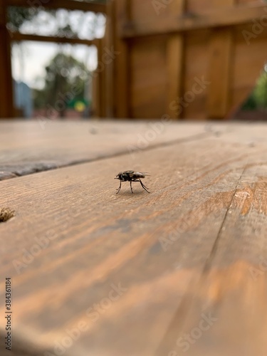The fly stands with all its paws on a wooden board.
