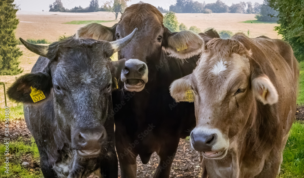 Junge Kühe auf der Weise bei Marktoberdorf, Allgäu, Bayern, Deutschland