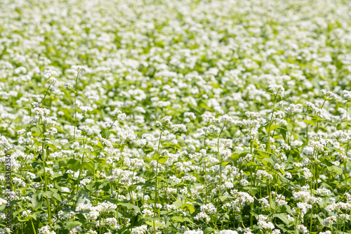 white flower field seaside hill