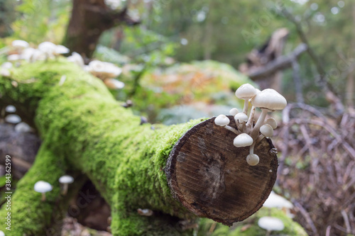 deadwood_mushrooms photo