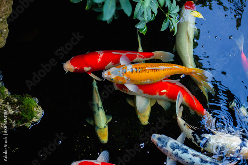 aquarium colourfull fishes in dark deep blue water