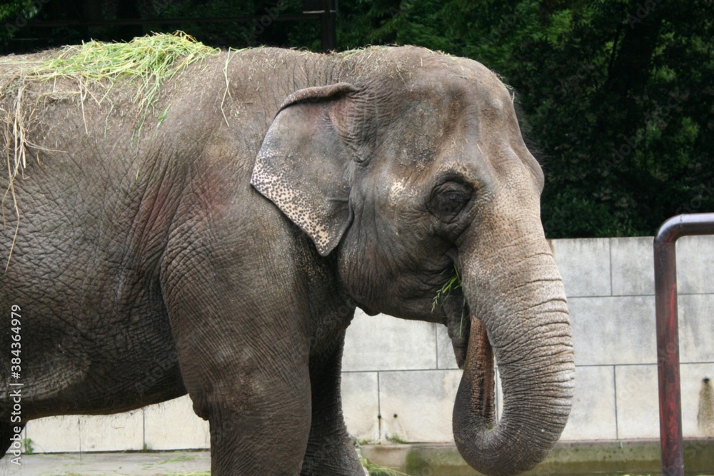 Fototapeta premium 動物園の象