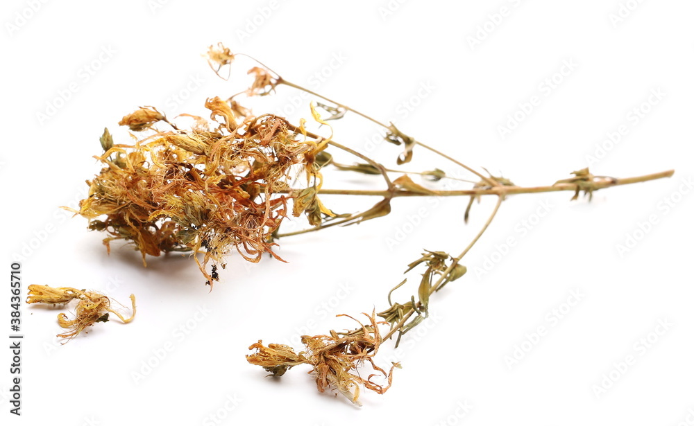 Dry St. John's wort (Hypericum perforatum) isolated on white background
