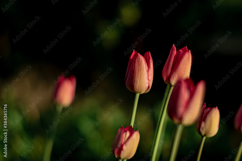red blooming tulips in spring in the garden red blooming tulips in spring in the garden