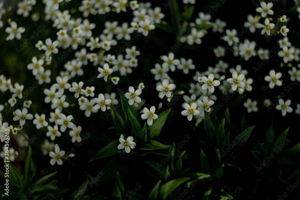 Blooming saxifrage in spring in the garden Blooming saxifrage in spring in the garden