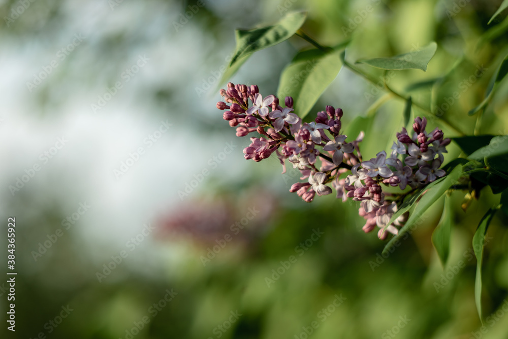 Blooming lilac in spring in the park Blooming lilac in spring in the park
