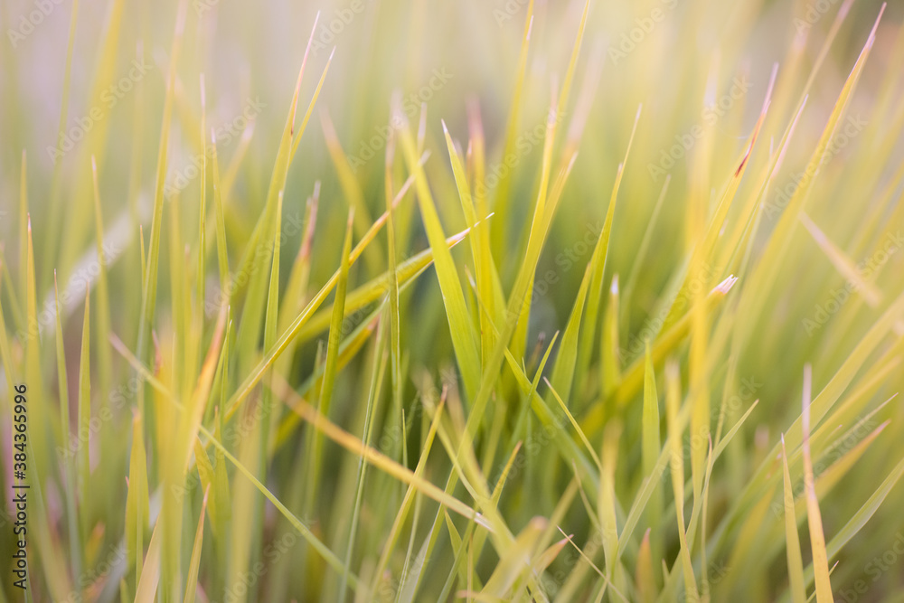 Blurred background of grass in meadow, bokeh at sunset light