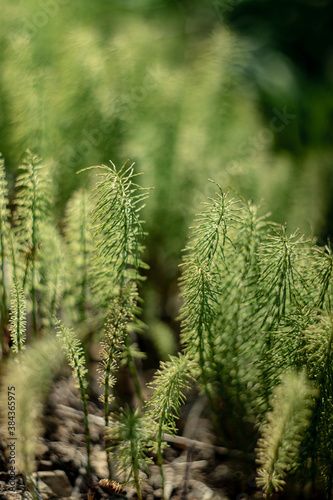 Horsetail in the spring by the road. Macro photography
