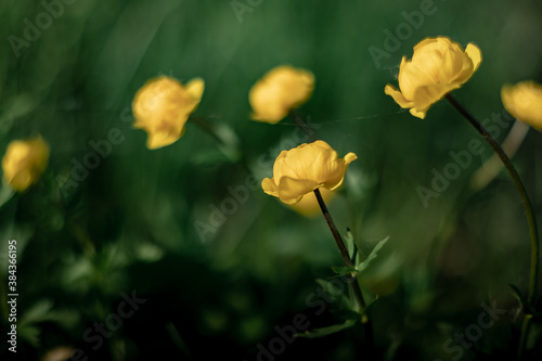Blooming Trollius europaeus. Yellow wild flower in spring meadow.