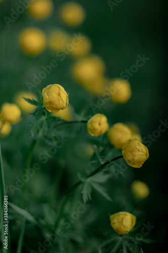 Blooming Trollius europaeus. Yellow wild flower in spring meadow.