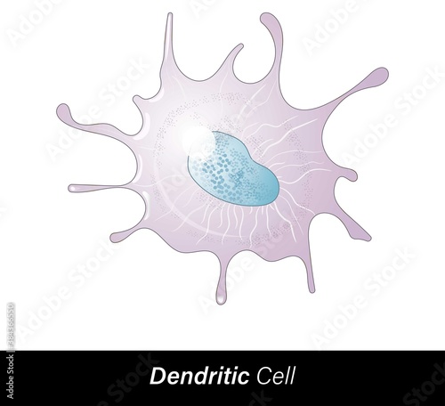 Dendritic cells are leukocytes, originated from bone marrow through hematopoiesis process, the mononuclear antigen-presenting cell has class II MHC and markers CD 11 plasma membrane, vector