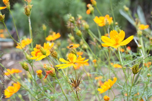 yellow flowers on green grass background © Alfian