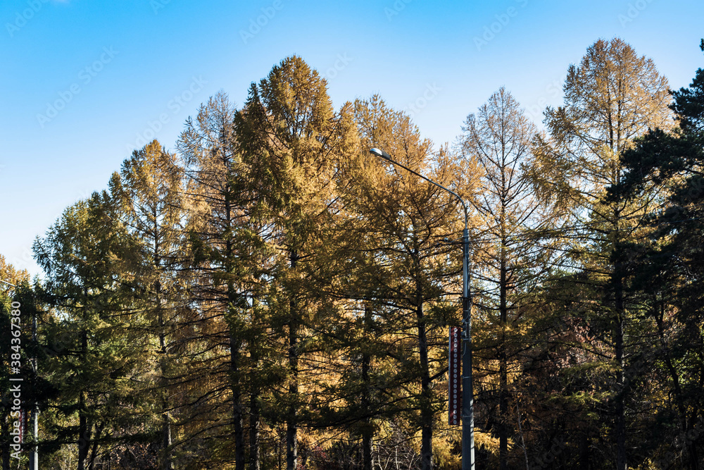 Branches of trees with yellow autumn leaves. Branches of trees with yellow autumn leaves.