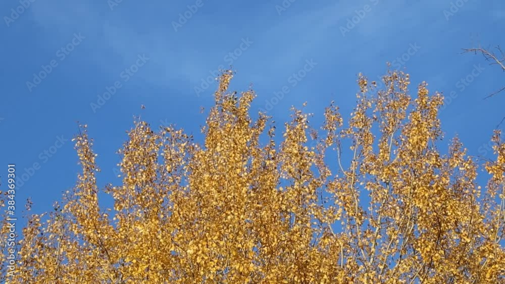 Autumn landscape. Golden trees in the autumn park.
Autumn landscape. Golden trees in the autumn park.