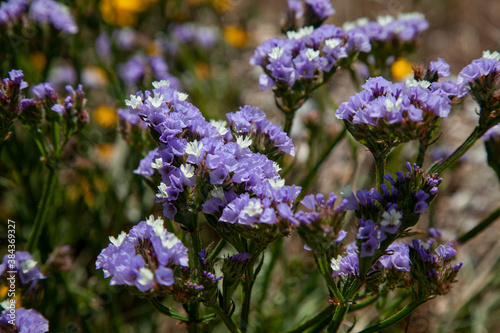 Flores color violetas 